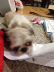 Koda decided he likes shredding paper....especially if it's my homework!